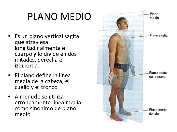 PLANO MEDIO • Es un plano vertical sagital que atraviesa longitudinalmente el cuerpo y