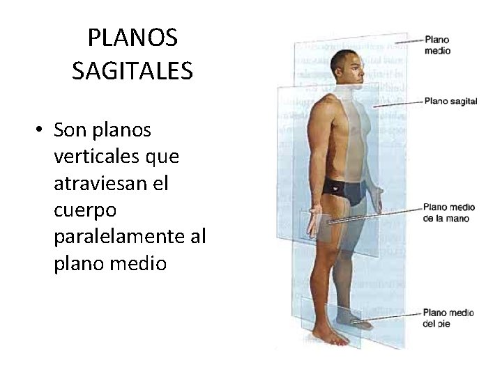 PLANOS SAGITALES • Son planos verticales que atraviesan el cuerpo paralelamente al plano medio