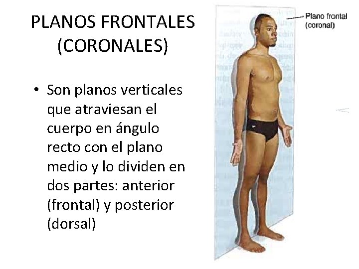 PLANOS FRONTALES (CORONALES) • Son planos verticales que atraviesan el cuerpo en ángulo recto