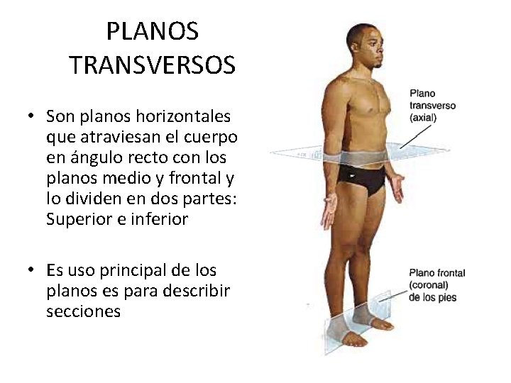 PLANOS TRANSVERSOS • Son planos horizontales que atraviesan el cuerpo en ángulo recto con