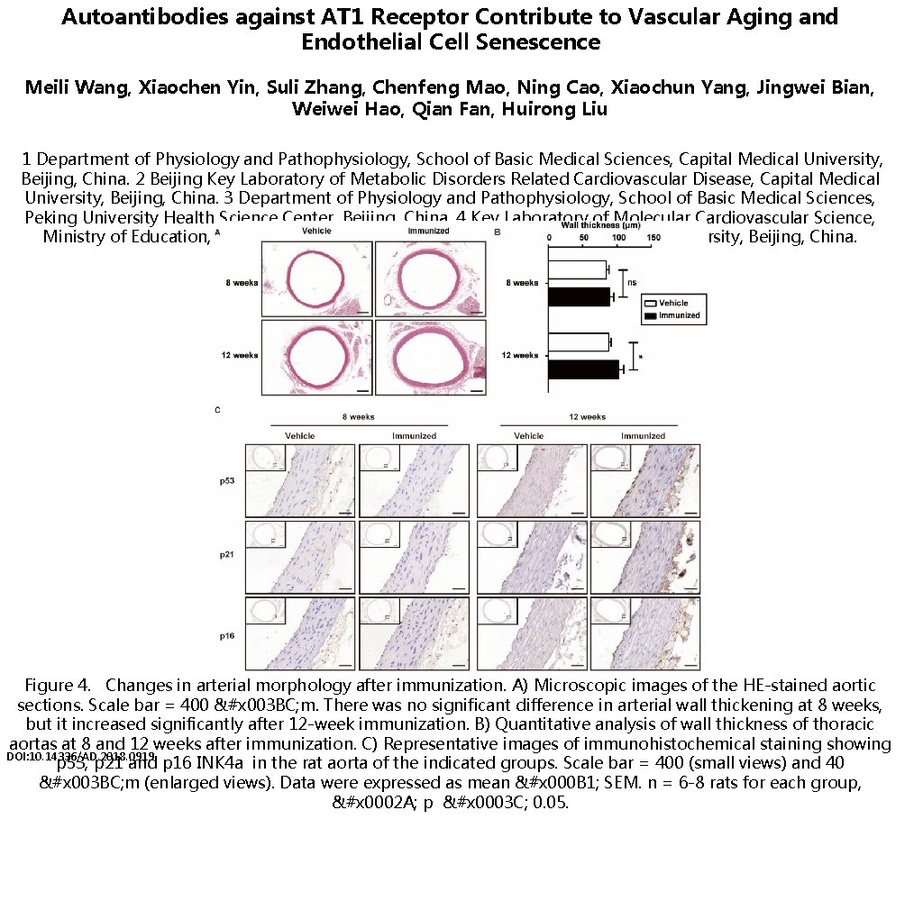 Autoantibodies against AT 1 Receptor Contribute to Vascular Aging and Endothelial Cell Senescence Meili