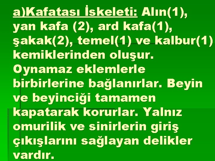 a)Kafatası İskeleti: Alın(1), yan kafa (2), ard kafa(1), şakak(2), temel(1) ve kalbur(1) kemiklerinden oluşur.