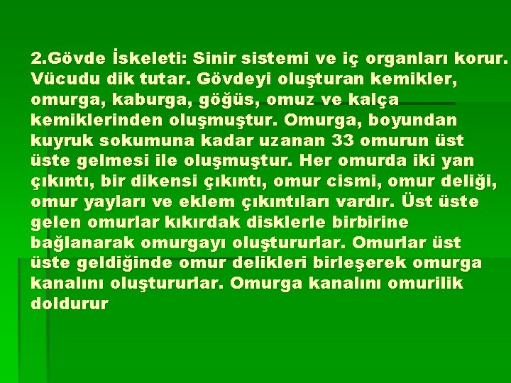 2. Gövde İskeleti: Sinir sistemi ve iç organları korur. Vücudu dik tutar. Gövdeyi oluşturan