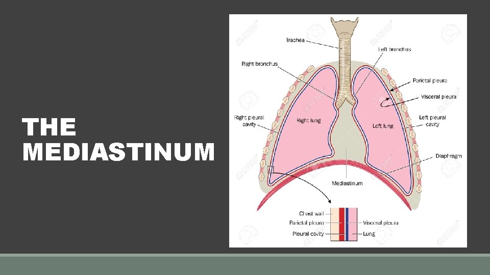 THE MEDIASTINUM 