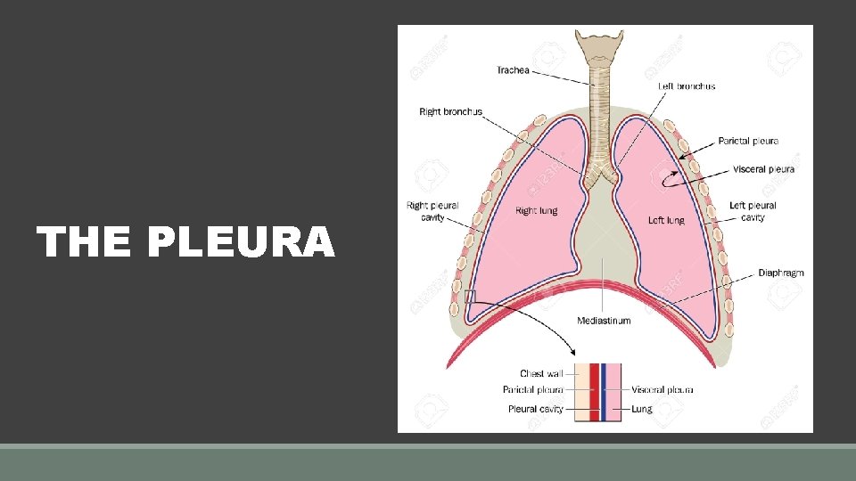 THE PLEURA 