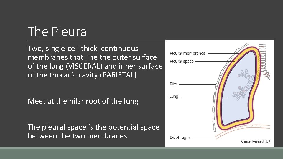 The Pleura Two, single-cell thick, continuous membranes that line the outer surface of the