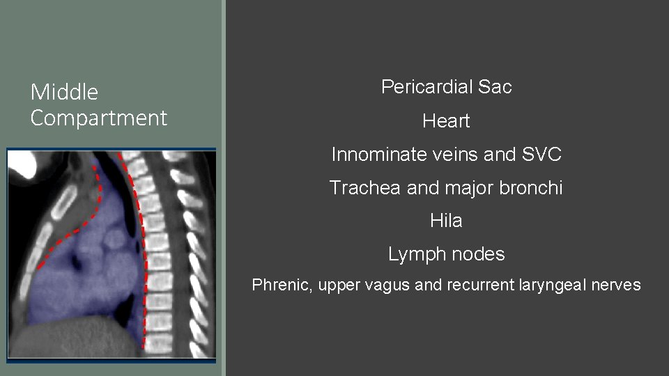 Middle Compartment Pericardial Sac Heart Innominate veins and SVC Trachea and major bronchi Hila