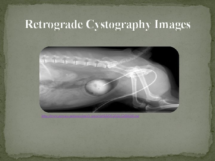 Retrograde Cystography Images https: //www. mypacs. net/repos/mpv 3_repo/viz/full/0/12/101/12686560. jpg 