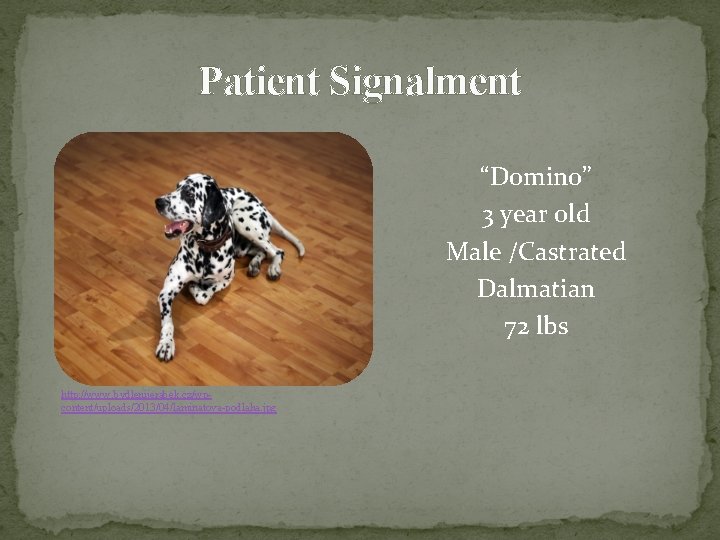 Patient Signalment “Domino” 3 year old Male /Castrated Dalmatian 72 lbs http: //www. bydlenijerabek.