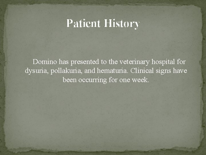 Patient History Domino has presented to the veterinary hospital for dysuria, pollakuria, and hematuria.