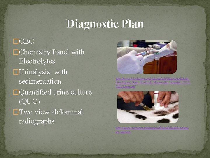 Diagnostic Plan �CBC �Chemistry Panel with Electrolytes �Urinalysis with sedimentation �Quantified urine culture (QUC)