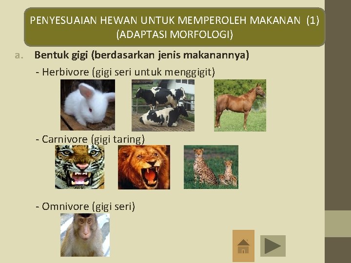 PENYESUAIAN HEWAN UNTUK MEMPEROLEH MAKANAN (1) (ADAPTASI MORFOLOGI) a. Bentuk gigi (berdasarkan jenis makanannya)