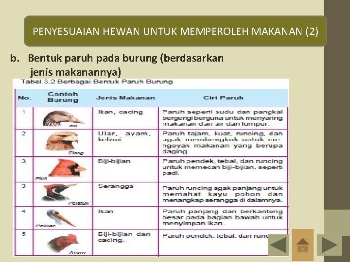 PENYESUAIAN HEWAN UNTUK MEMPEROLEH MAKANAN (2) b. Bentuk paruh pada burung (berdasarkan jenis makanannya)