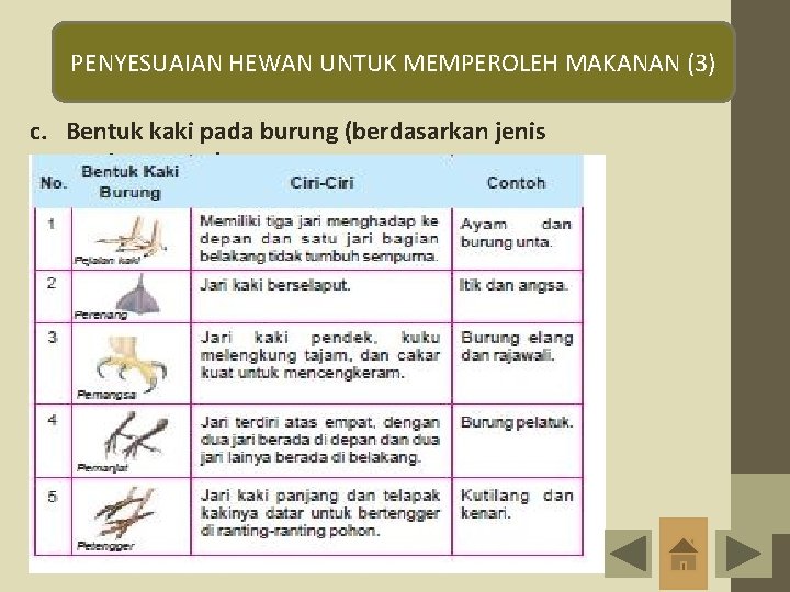 PENYESUAIAN HEWAN UNTUK MEMPEROLEH MAKANAN (3) c. Bentuk kaki pada burung (berdasarkan jenis makanannya)