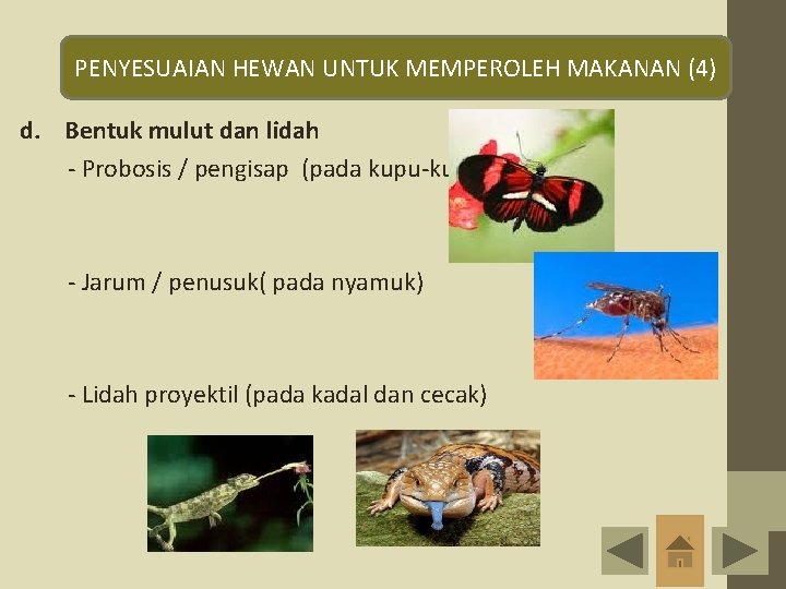 PENYESUAIAN HEWAN UNTUK MEMPEROLEH MAKANAN (4) d. Bentuk mulut dan lidah - Probosis /