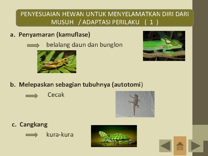 PENYESUAIAN HEWAN UNTUK MENYELAMATKAN DIRI DARI MUSUH / ADAPTASI PERILAKU ( 1 ) a.