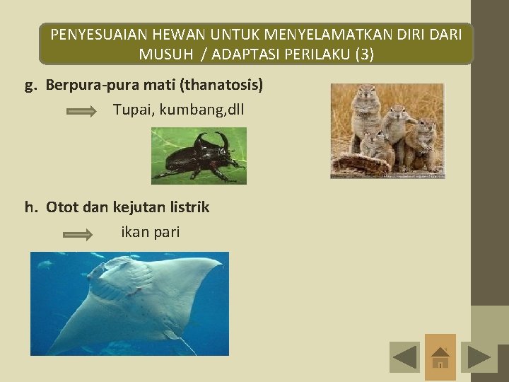 PENYESUAIAN HEWAN UNTUK MENYELAMATKAN DIRI DARI MUSUH / ADAPTASI PERILAKU (3) g. Berpura-pura mati