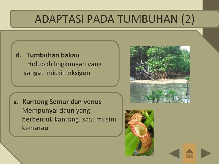 ADAPTASI PADA TUMBUHAN (2) d. Tumbuhan bakau Hidup di lingkungan yang sangat miskin oksigen.