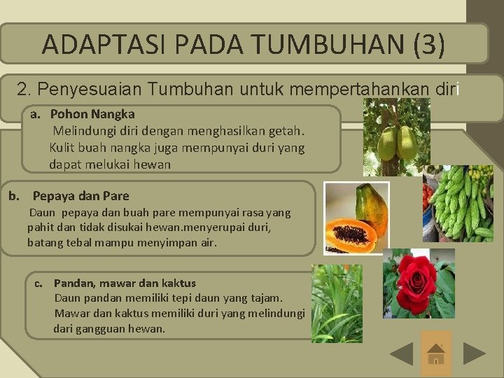 ADAPTASI PADA TUMBUHAN (3) 2. Penyesuaian Tumbuhan untuk mempertahankan diri a. Pohon Nangka Melindungi