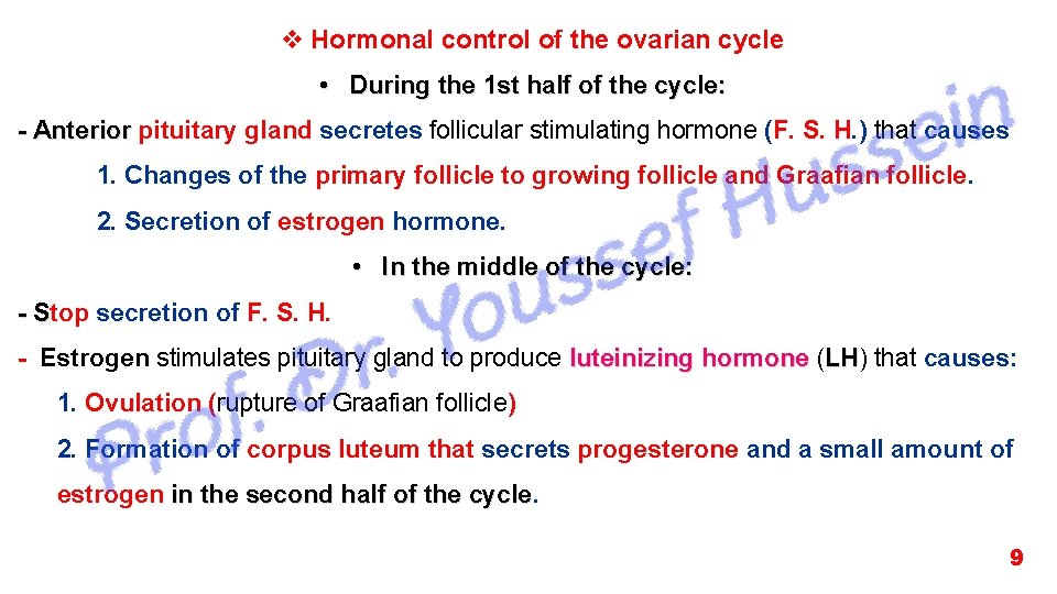 v Hormonal control of the ovarian cycle • During the 1 st half of