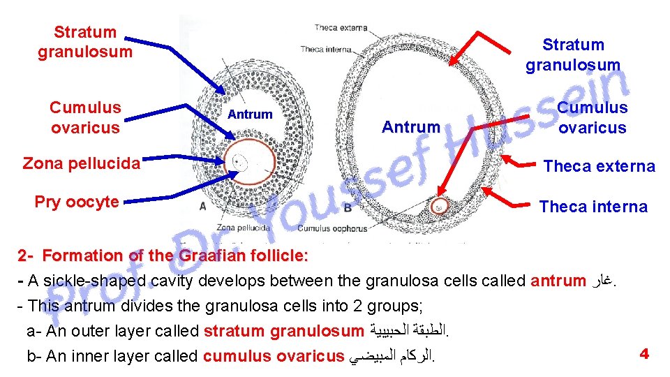 Stratum granulosum Cumulus ovaricus Zona pellucida Pry oocyte Stratum granulosum Antrum Cumulus ovaricus Theca