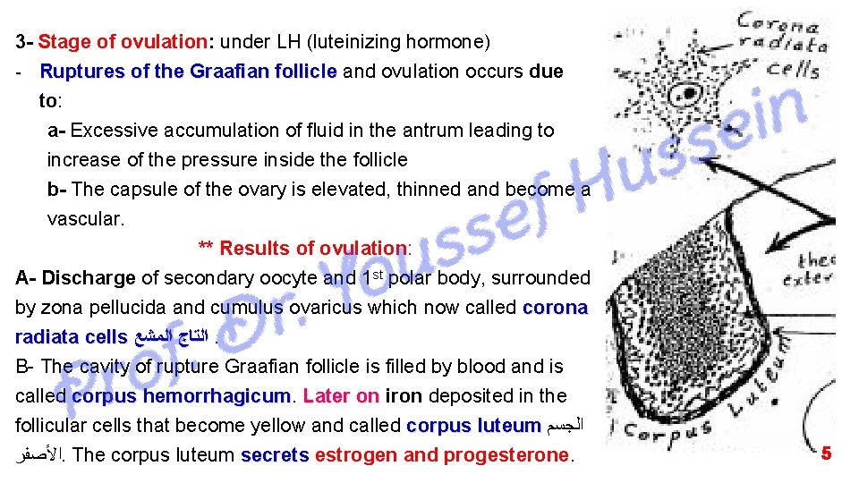 3 - Stage of ovulation: under LH (luteinizing hormone) - Ruptures of the Graafian