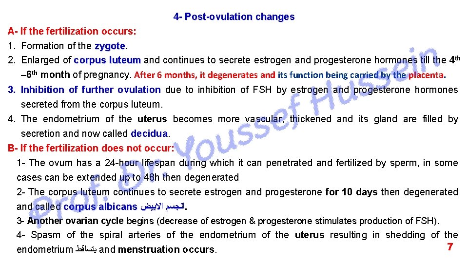 4 - Post-ovulation changes A- If the fertilization occurs: 1. Formation of the zygote