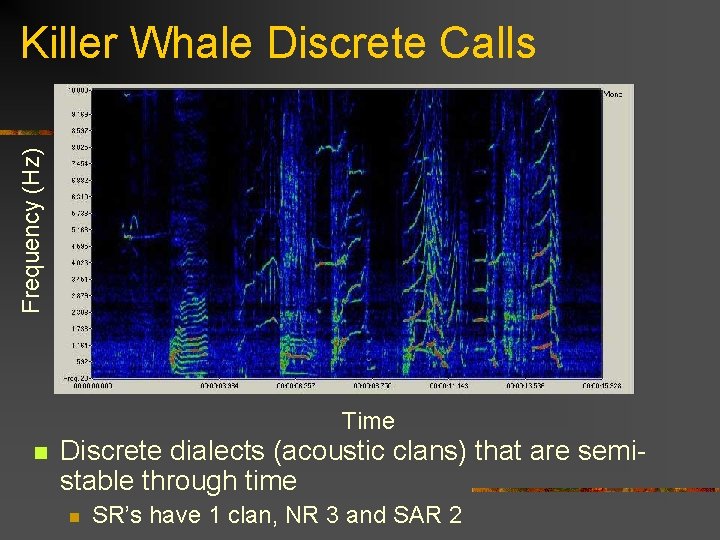 Frequency (Hz) Killer Whale Discrete Calls Time n Discrete dialects (acoustic clans) that are