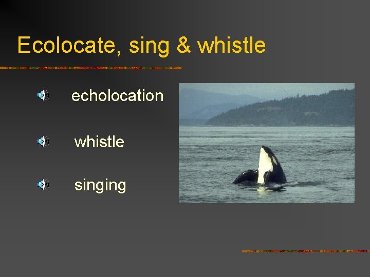 Ecolocate, sing & whistle echolocation whistle singing 
