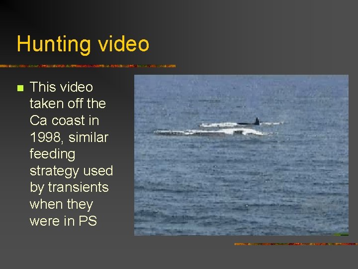 Hunting video n This video taken off the Ca coast in 1998, similar feeding