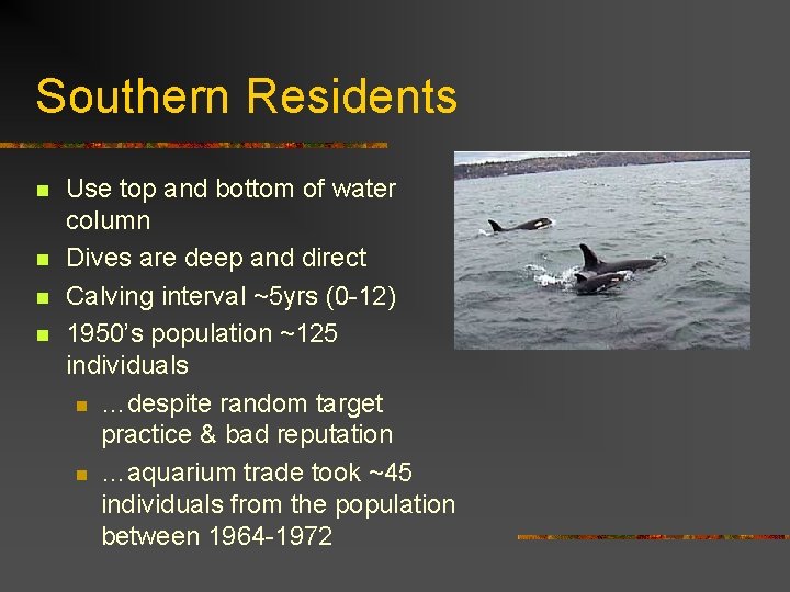 Southern Residents n n Use top and bottom of water column Dives are deep