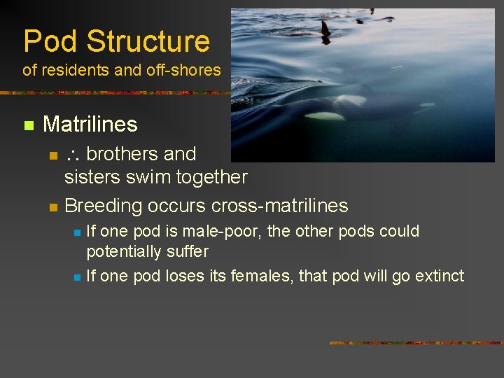 Pod Structure of residents and off-shores n Matrilines n n brothers and sisters swim