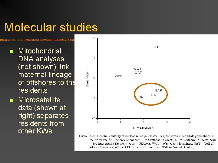 Molecular studies n n Mitochondrial DNA analyses (not shown) link maternal lineage of offshores