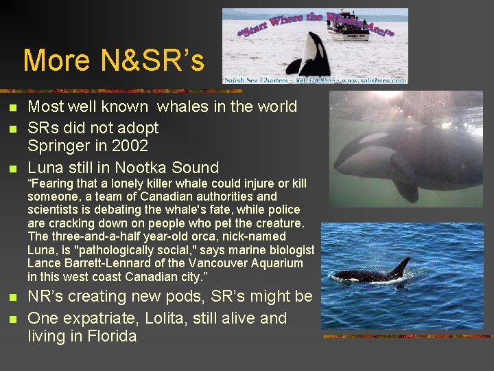 More N&SR’s n n n Most well known whales in the world SRs did