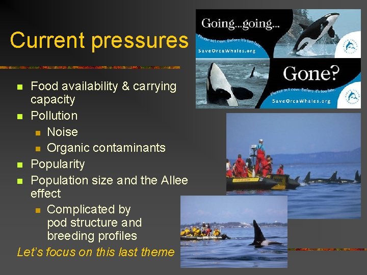 Current pressures Food availability & carrying capacity n Pollution n Noise n Organic contaminants