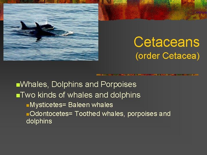 Cetaceans (order Cetacea) n. Whales, Dolphins and Porpoises n. Two kinds of whales and