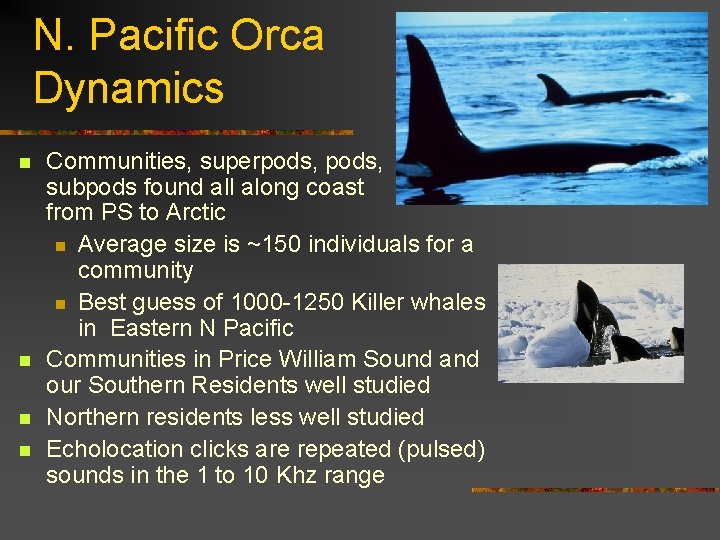 N. Pacific Orca Dynamics n n Communities, superpods, subpods found all along coast from