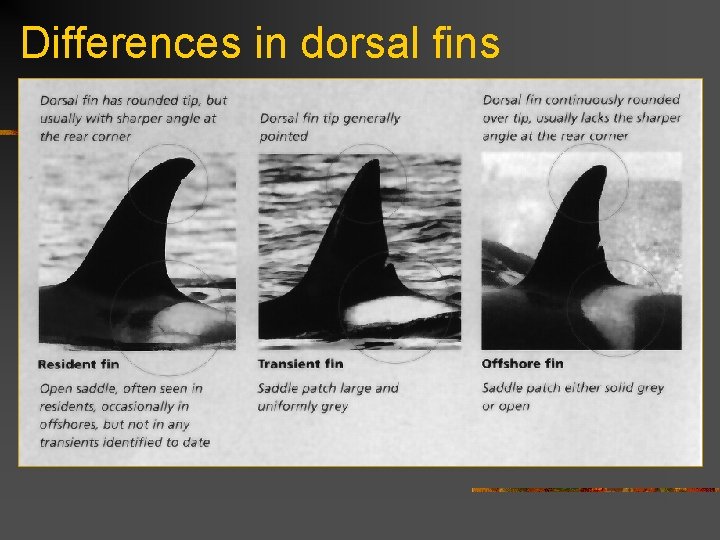 Differences in dorsal fins 