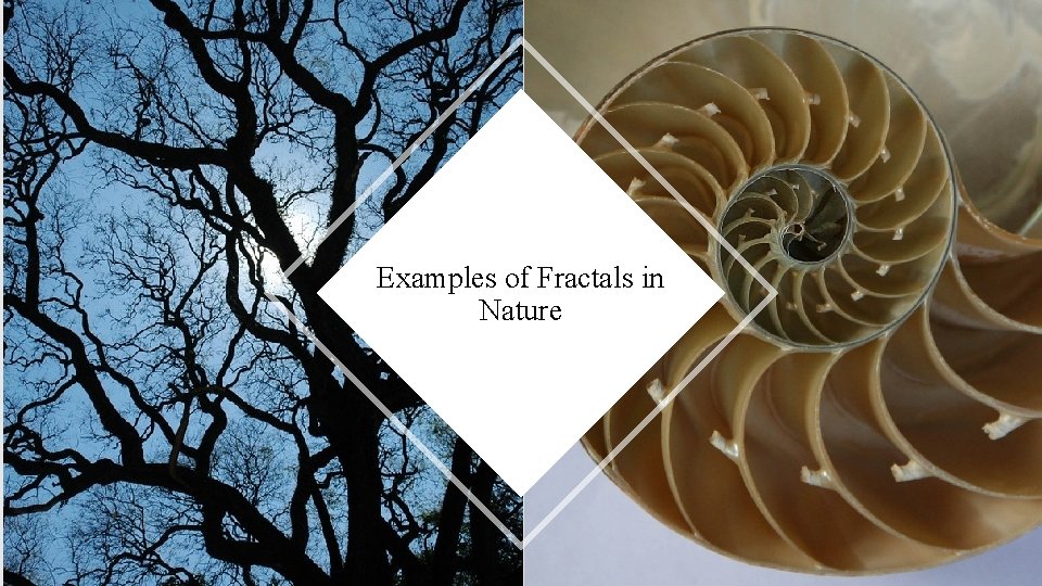 Examples of Fractals in Nature 