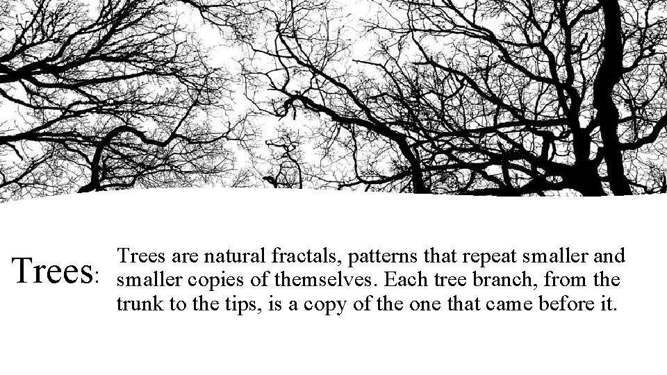 Trees are natural fractals, patterns that repeat smaller and : smaller copies of themselves.