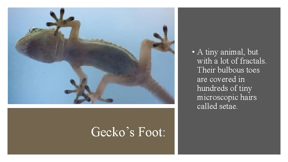  • A tiny animal, but with a lot of fractals. Their bulbous toes