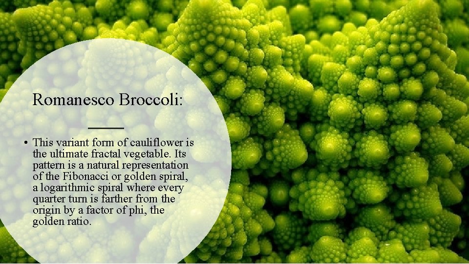 Romanesco Broccoli: • This variant form of cauliflower is the ultimate fractal vegetable. Its