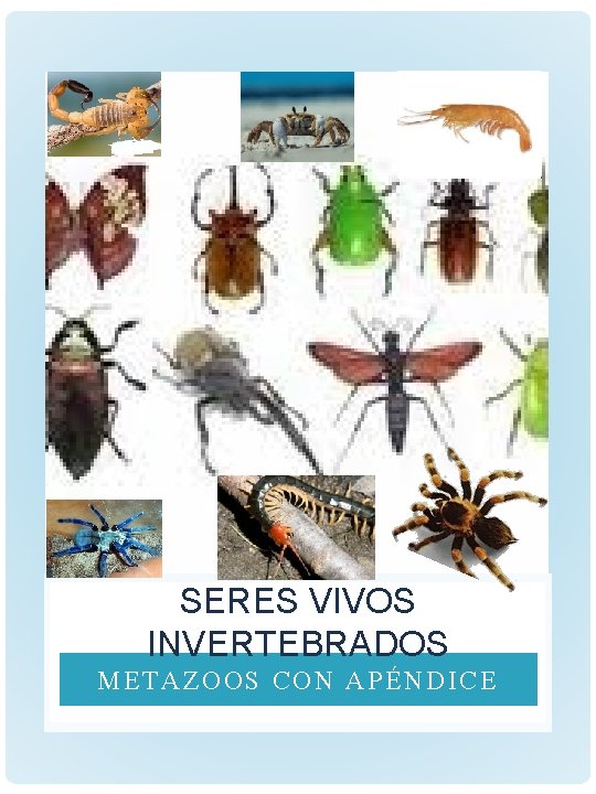 SERES VIVOS INVERTEBRADOS METAZOOS CON APÉNDICE 