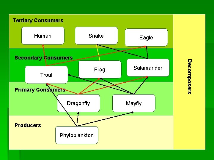 Tertiary Consumers Human Snake Eagle Frog Trout Salamander Primary Consumers Dragonfly Producers Phytoplankton Mayfly