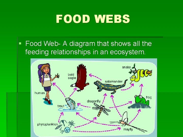 FOOD WEBS § Food Web- A diagram that shows all the feeding relationships in