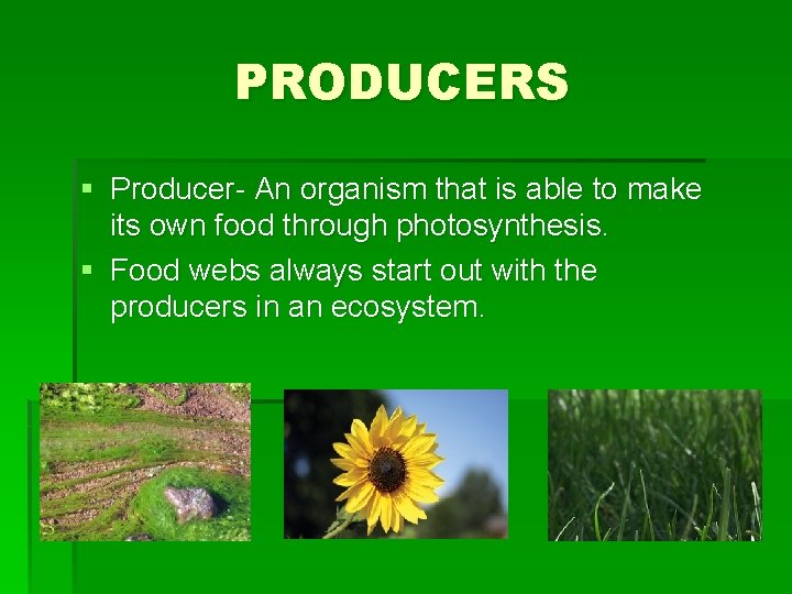 PRODUCERS § Producer- An organism that is able to make its own food through