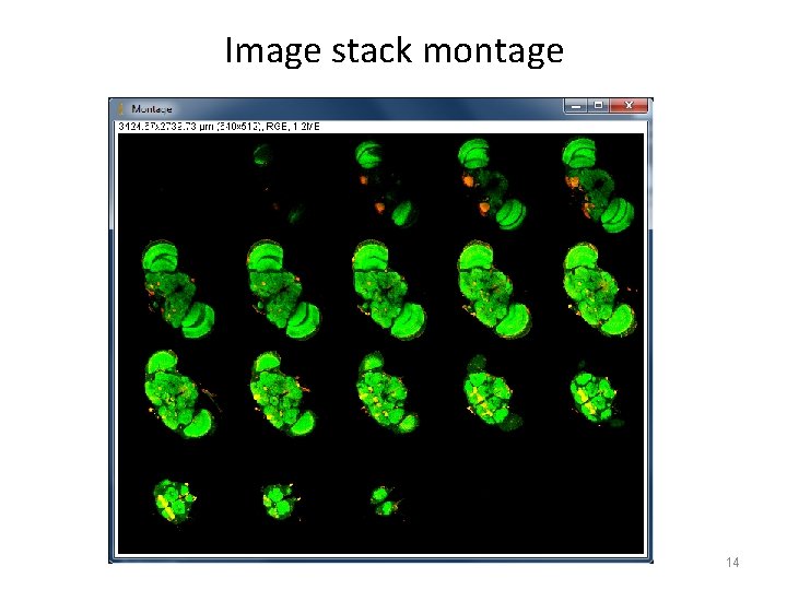 Image stack montage 14 