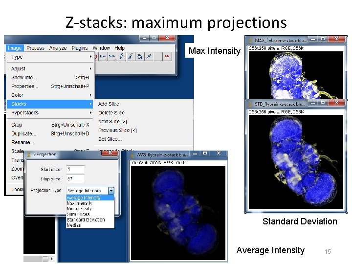 Z-stacks: maximum projections Max Intensity Standard Deviation Average Intensity 15 