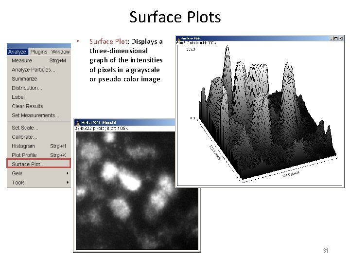 Surface Plots • Surface Plot: Displays a three-dimensional graph of the intensities of pixels