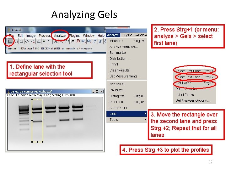 Analyzing Gels 2. Press Strg+1 (or menu: analyze > Gels > select first lane)